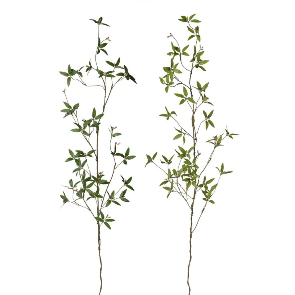 RAMO RUSCUS H110 2ASSORTITI